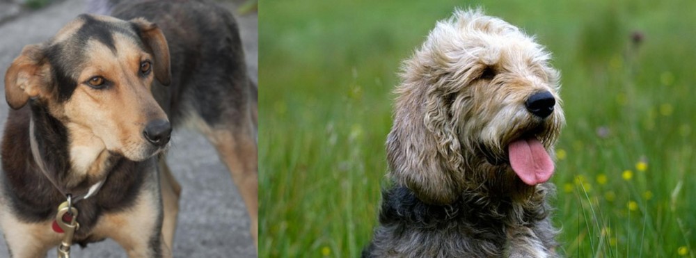 Otterhound vs Huntaway - Breed Comparison