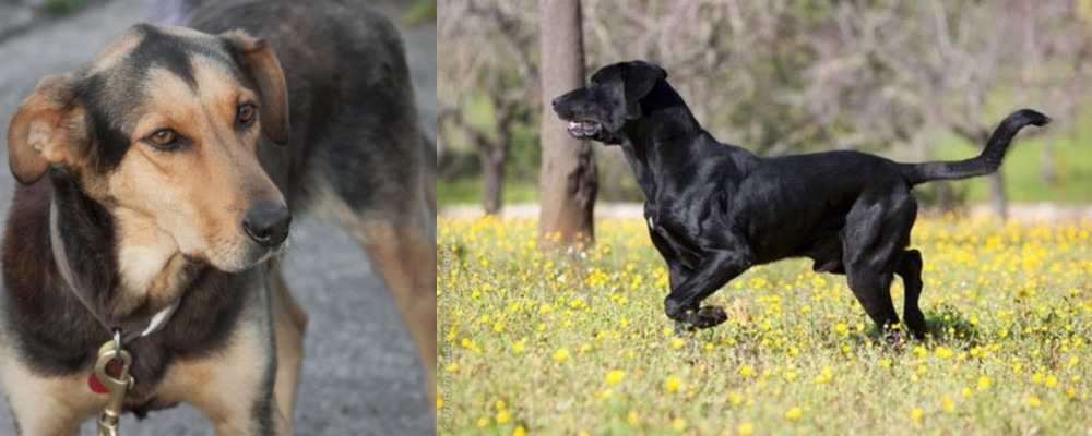 Perro de Pastor Mallorquin vs Huntaway - Breed Comparison