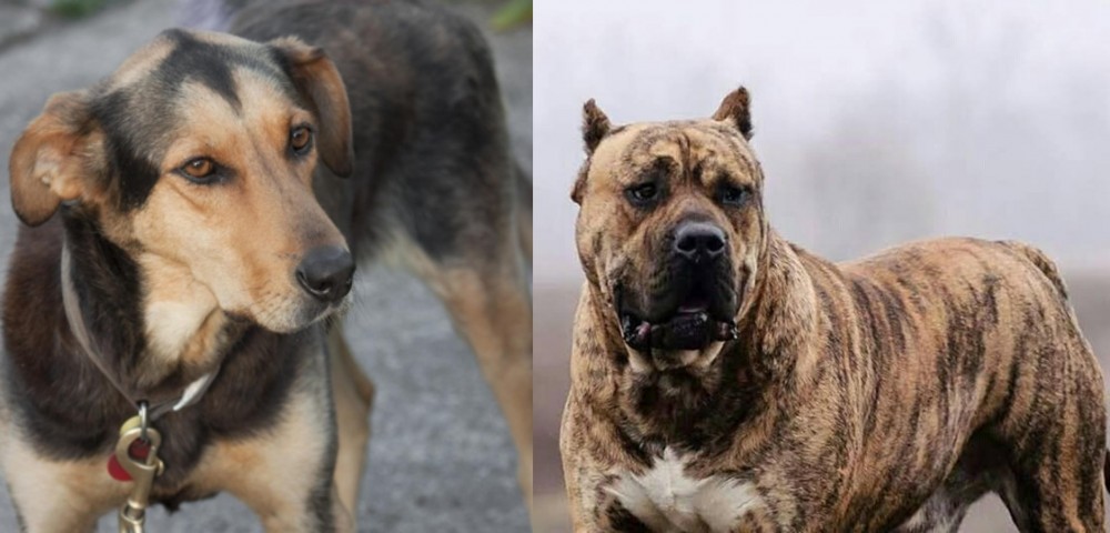 Perro de Presa Canario vs Huntaway - Breed Comparison