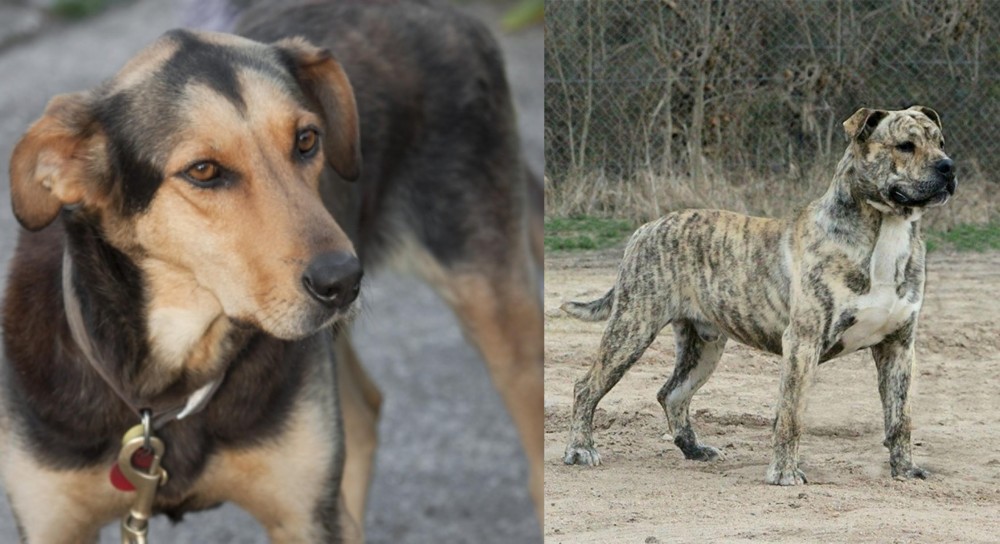 Perro de Presa Mallorquin vs Huntaway - Breed Comparison