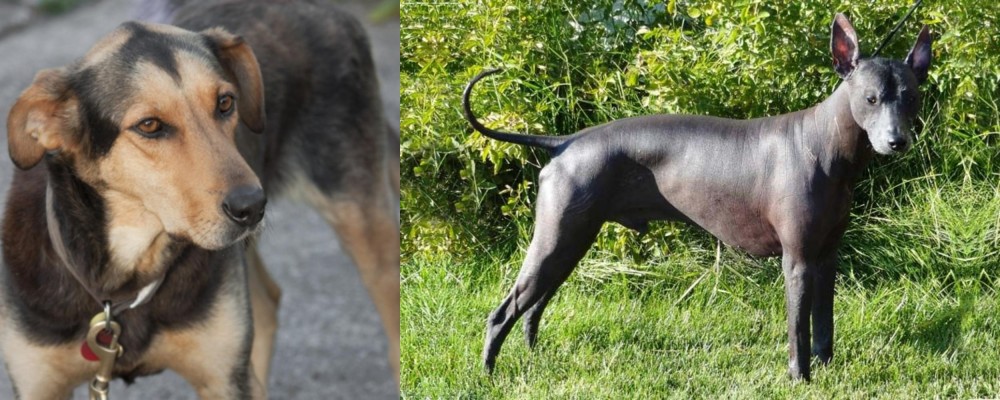 Peruvian Hairless vs Huntaway - Breed Comparison