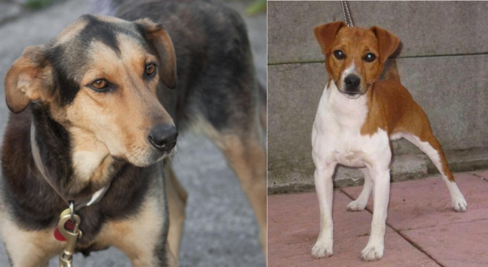 Plummer Terrier vs Huntaway - Breed Comparison