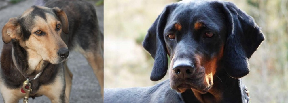 Polish Hunting Dog vs Huntaway - Breed Comparison