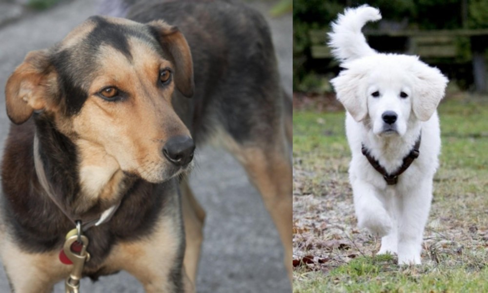 Polish Tatra Sheepdog vs Huntaway - Breed Comparison