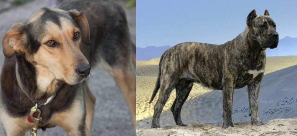 Presa Canario vs Huntaway - Breed Comparison