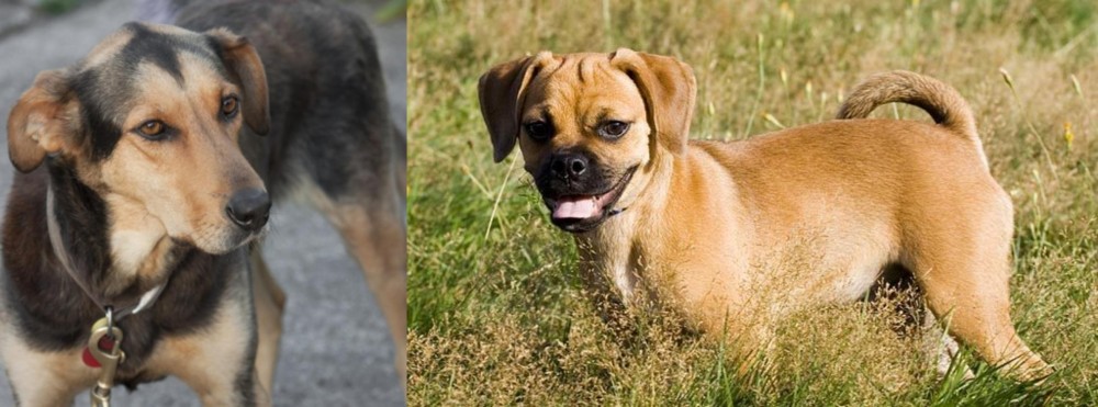 Puggle vs Huntaway - Breed Comparison