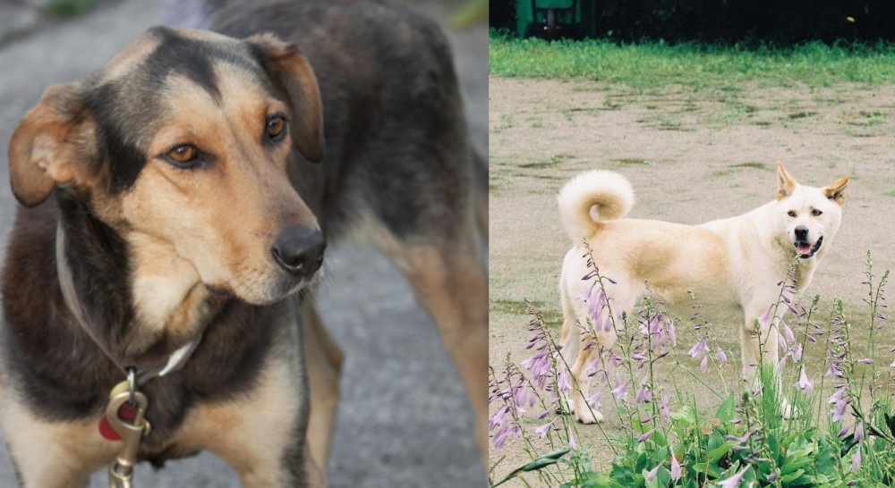 Pungsan Dog vs Huntaway - Breed Comparison