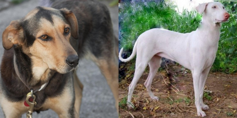 Rajapalayam vs Huntaway - Breed Comparison