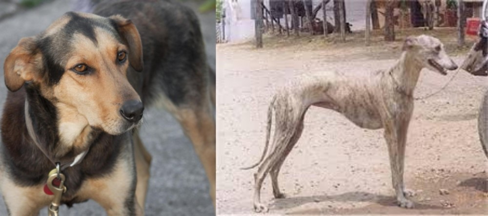 Rampur Greyhound vs Huntaway - Breed Comparison