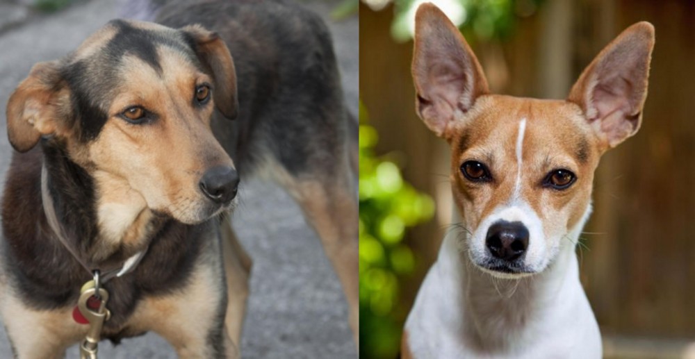 Rat Terrier vs Huntaway - Breed Comparison