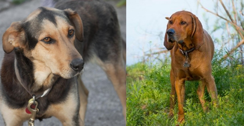 Redbone Coonhound vs Huntaway - Breed Comparison