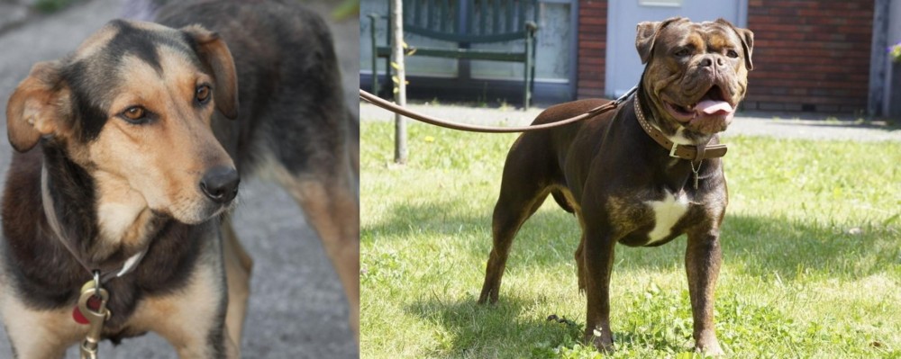 Renascence Bulldogge vs Huntaway - Breed Comparison