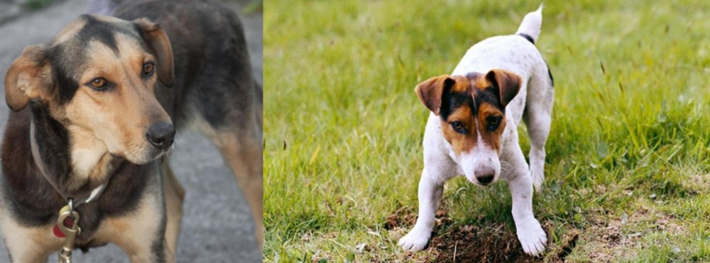 Russell Terrier vs Huntaway - Breed Comparison