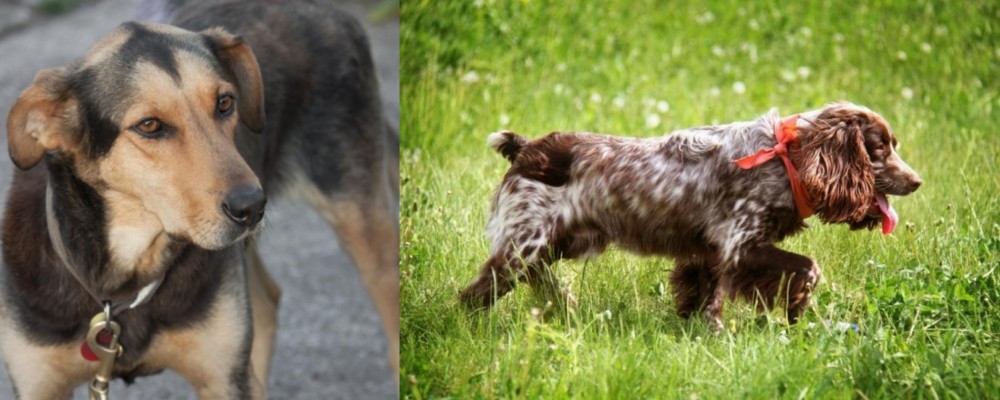 Russian Spaniel vs Huntaway - Breed Comparison