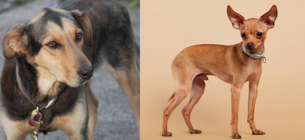 Russian Toy Terrier vs Huntaway - Breed Comparison