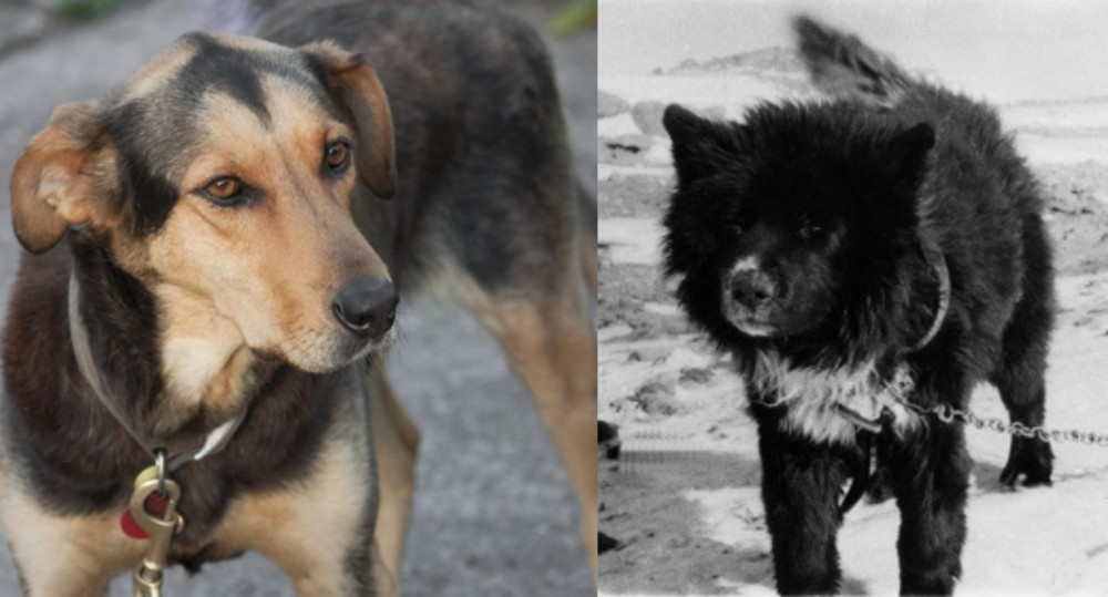 Sakhalin Husky vs Huntaway - Breed Comparison