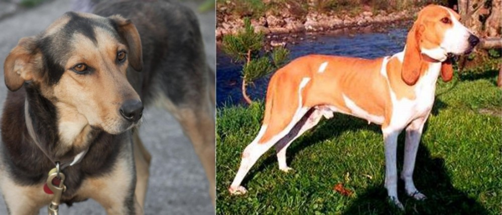 Schweizer Laufhund vs Huntaway - Breed Comparison