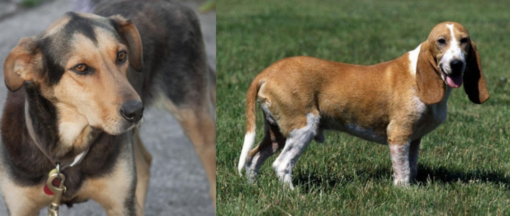 Schweizer Niederlaufhund vs Huntaway - Breed Comparison