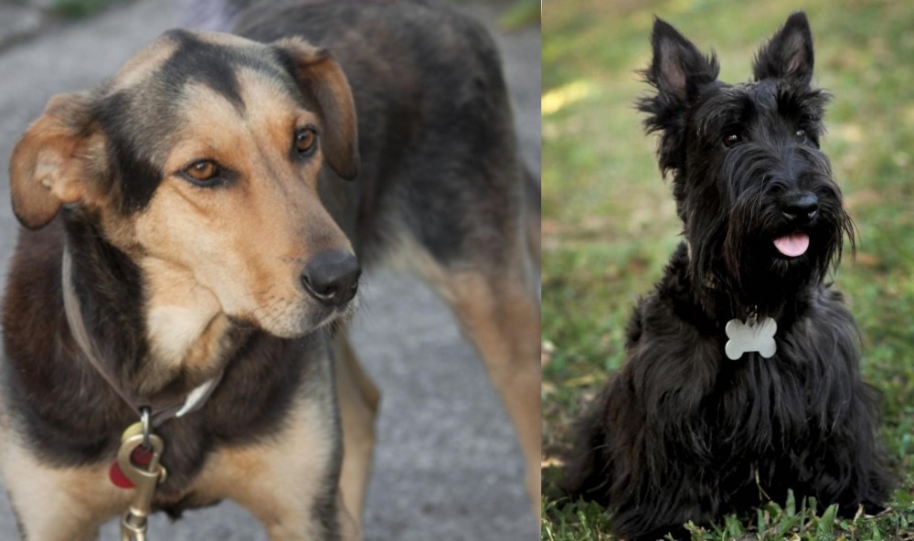 Scoland Terrier vs Huntaway - Breed Comparison