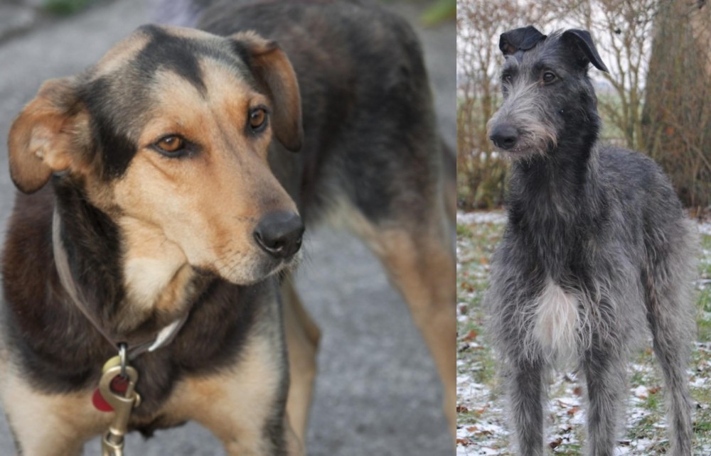 Scottish Deerhound vs Huntaway - Breed Comparison
