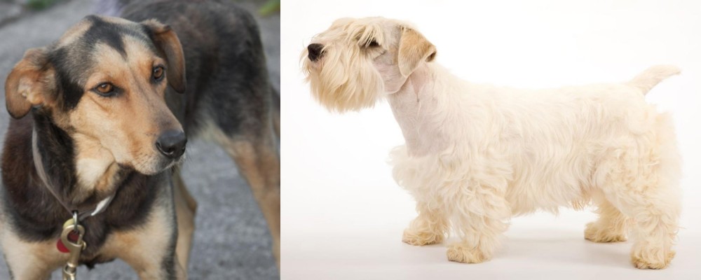 Sealyham Terrier vs Huntaway - Breed Comparison