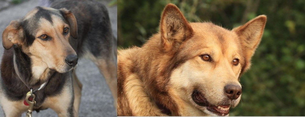 Seppala Siberian Sleddog vs Huntaway - Breed Comparison
