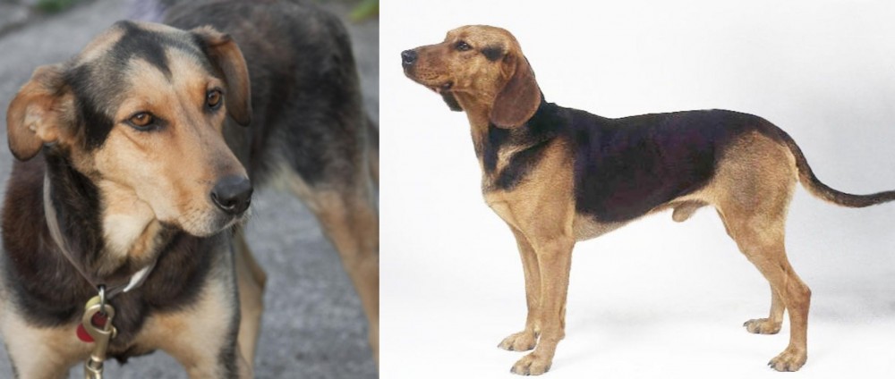 Serbian Hound vs Huntaway - Breed Comparison