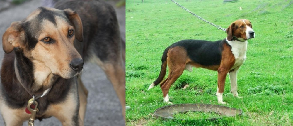 Serbian Tricolour Hound vs Huntaway - Breed Comparison