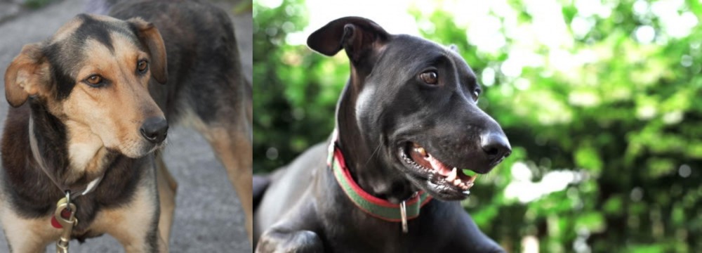 Shepard Labrador vs Huntaway - Breed Comparison