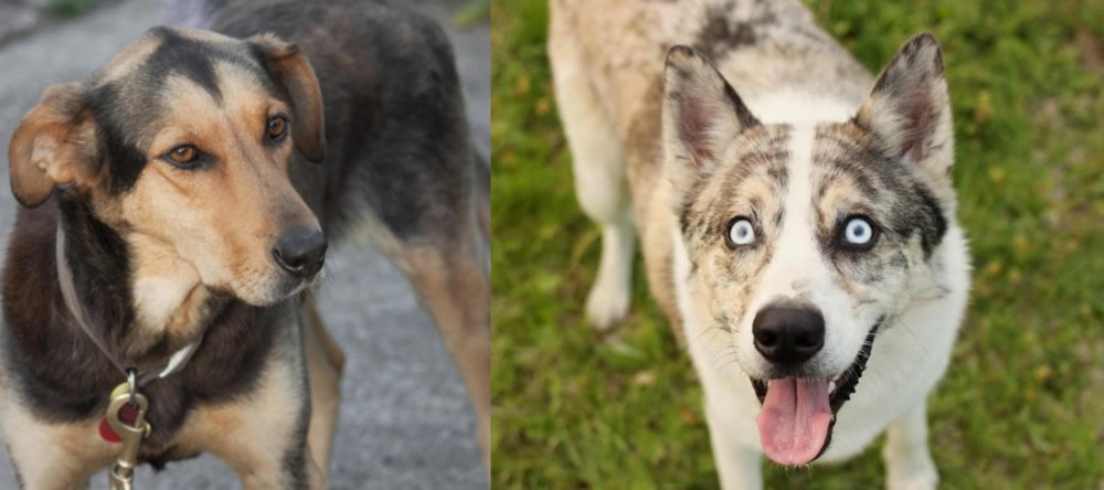 Shepherd Husky vs Huntaway - Breed Comparison