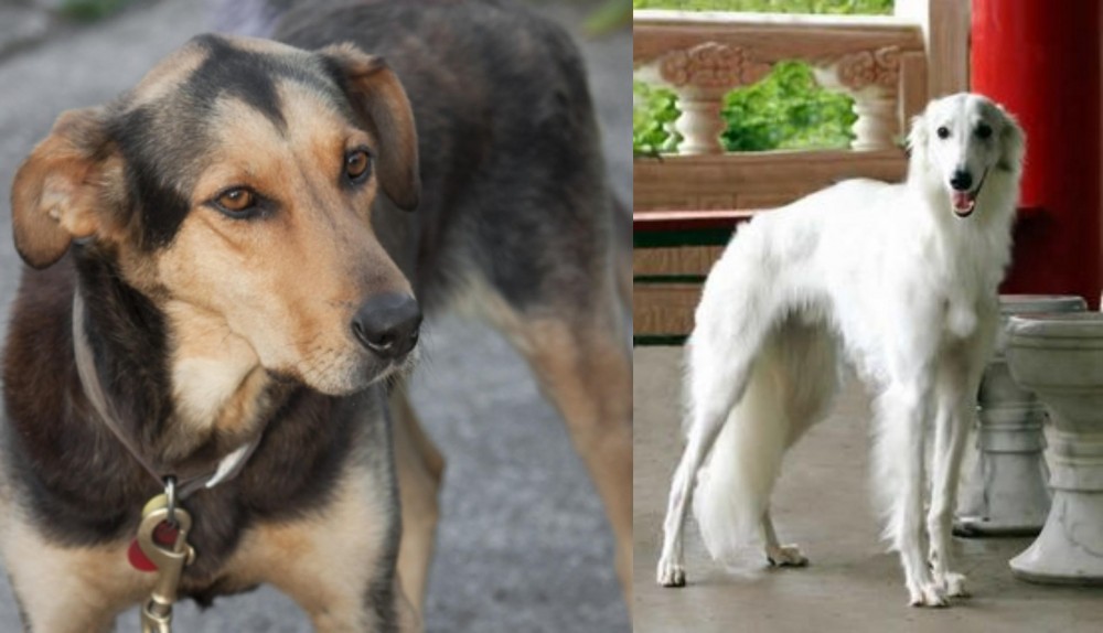 Silken Windhound vs Huntaway - Breed Comparison