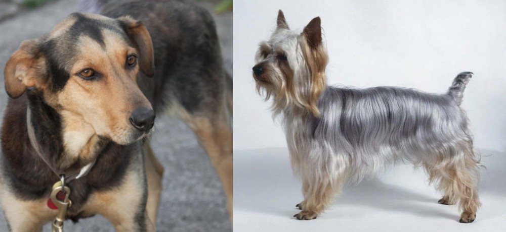 Silky Terrier vs Huntaway - Breed Comparison