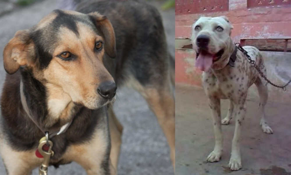 Sindh Mastiff vs Huntaway - Breed Comparison