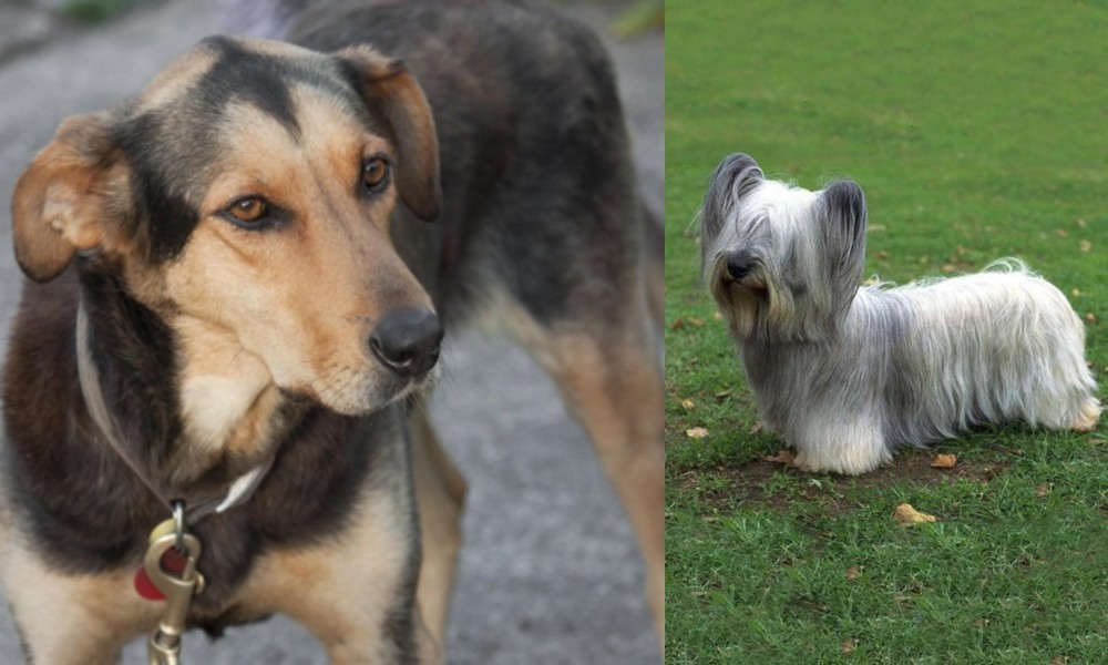 Skye Terrier vs Huntaway - Breed Comparison