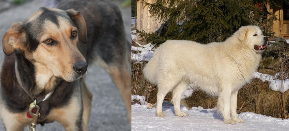 Slovak Cuvac vs Huntaway - Breed Comparison