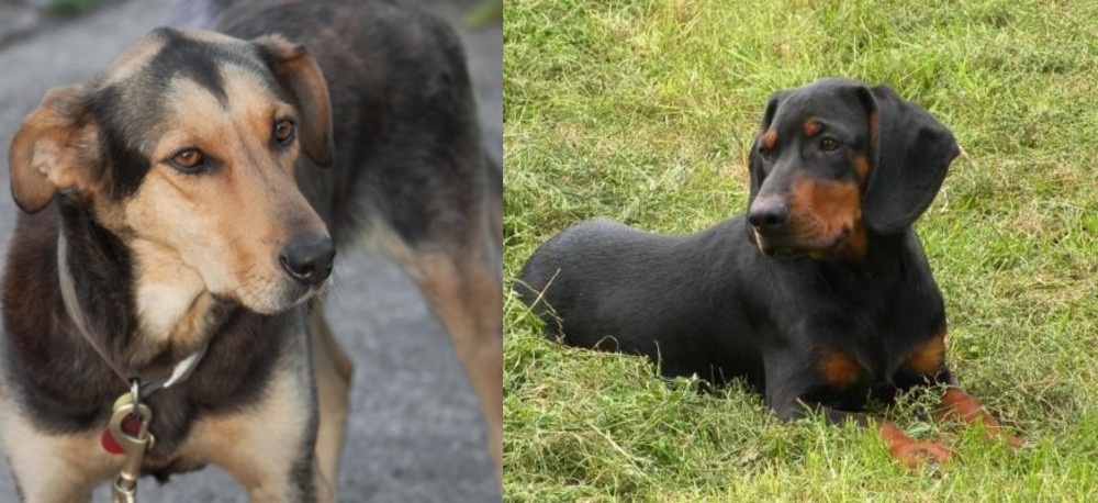 Slovakian Hound vs Huntaway - Breed Comparison