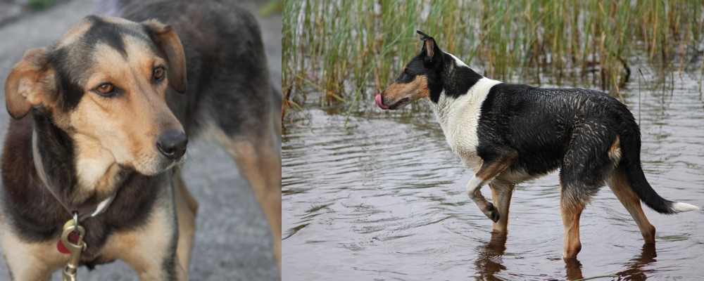 Smooth Collie vs Huntaway - Breed Comparison