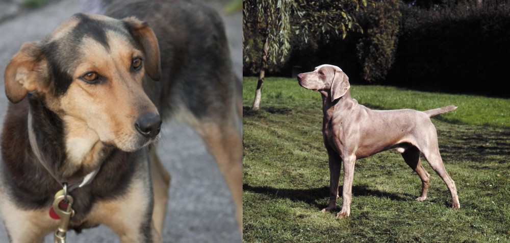 Smooth Haired Weimaraner vs Huntaway - Breed Comparison