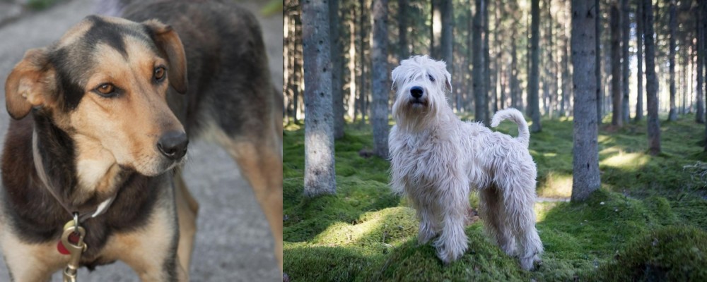 Soft-Coated Wheaten Terrier vs Huntaway - Breed Comparison