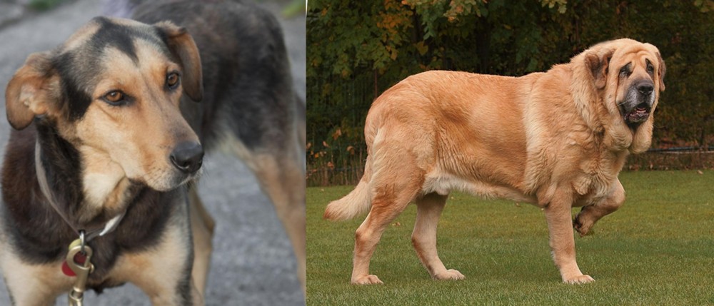 Spanish Mastiff vs Huntaway - Breed Comparison