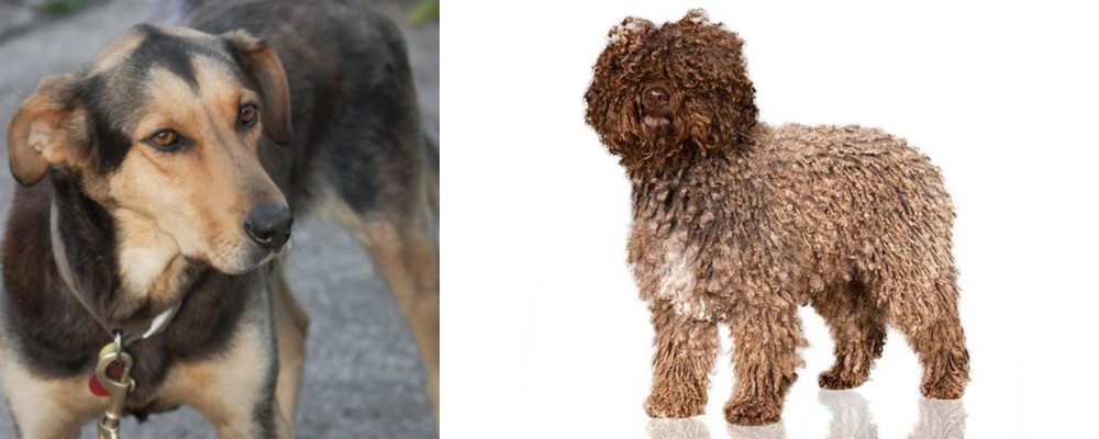 Spanish Water Dog vs Huntaway - Breed Comparison