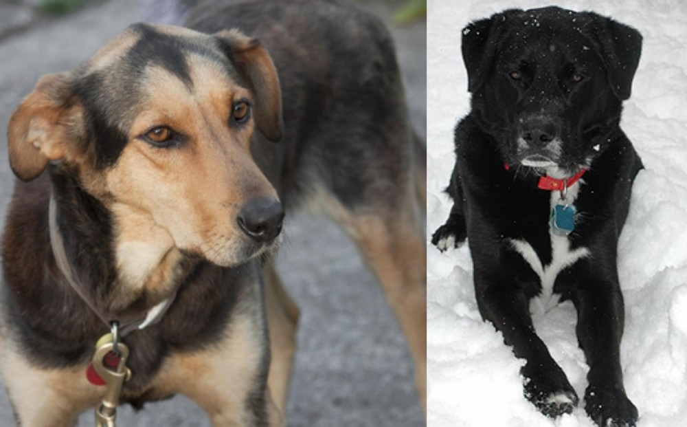 St. John's Water Dog vs Huntaway - Breed Comparison