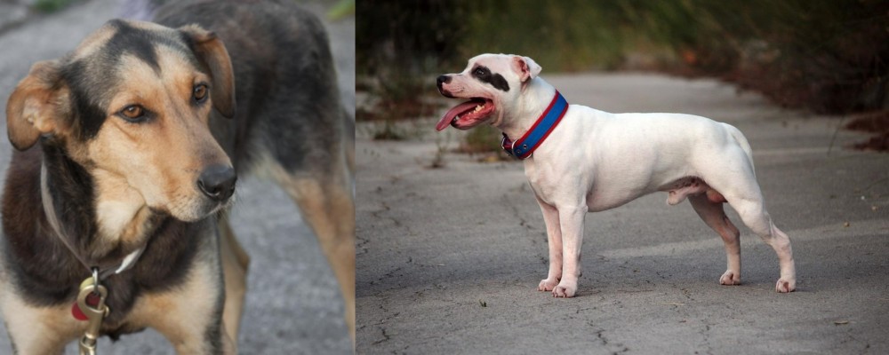 Staffordshire Bull Terrier vs Huntaway - Breed Comparison