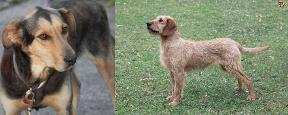 Styrian Coarse Haired Hound vs Huntaway - Breed Comparison