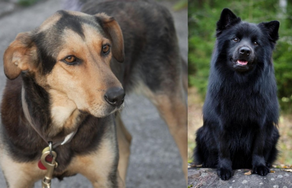 Swedish Lapphund vs Huntaway - Breed Comparison