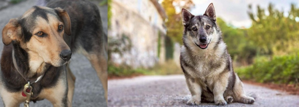 Swedish Vallhund vs Huntaway - Breed Comparison