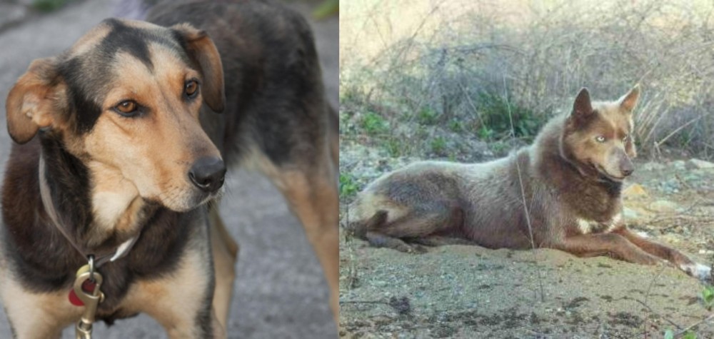 Tahltan Bear Dog vs Huntaway - Breed Comparison