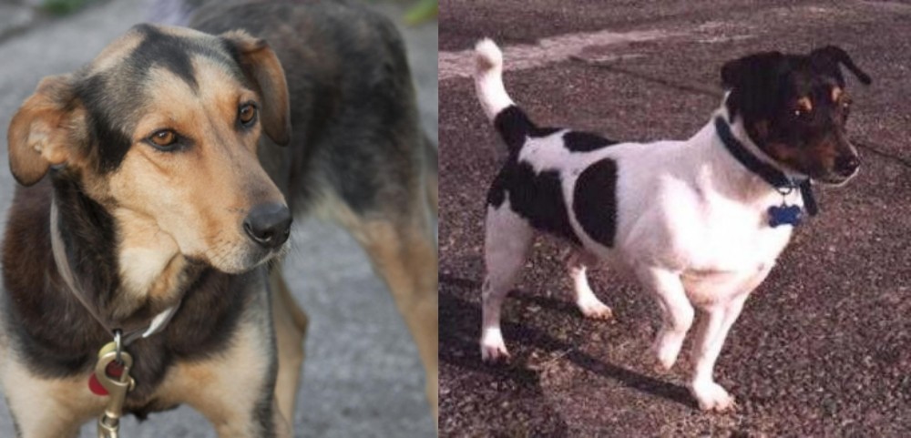 Teddy Roosevelt Terrier vs Huntaway - Breed Comparison