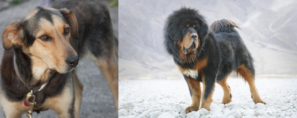 Tibetan Mastiff vs Huntaway - Breed Comparison