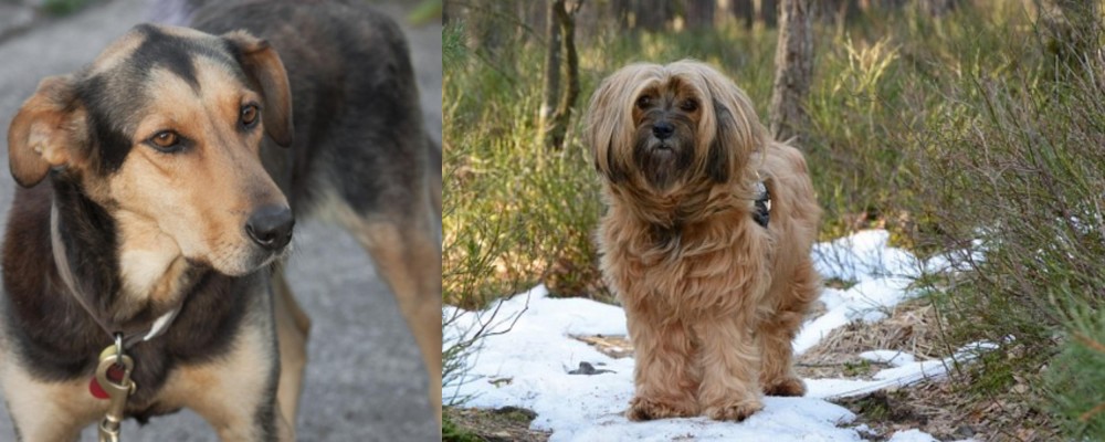 Tibetan Terrier vs Huntaway - Breed Comparison